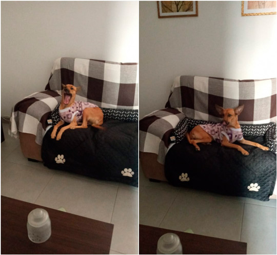 protetor de sofá para cachorro