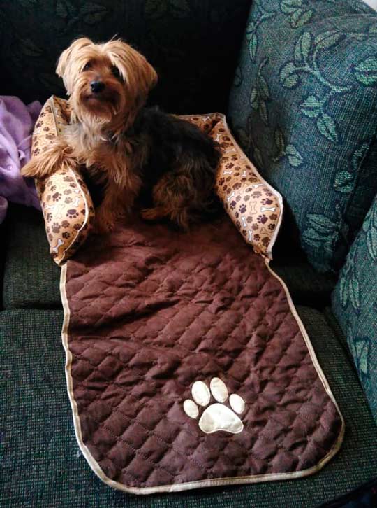 protetor de sofá para cachorro