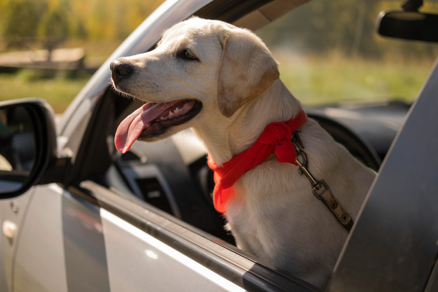 labrador na janela  do carro