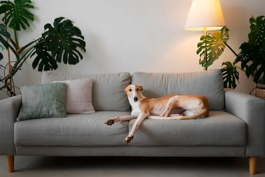 cão sobre o sofá