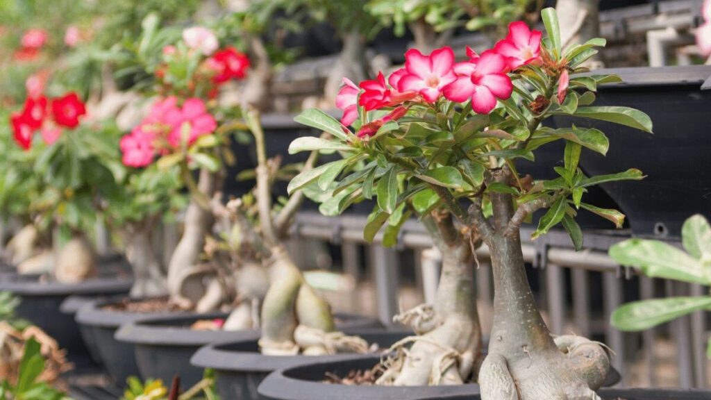 Como plantar a Rosa do Deserto