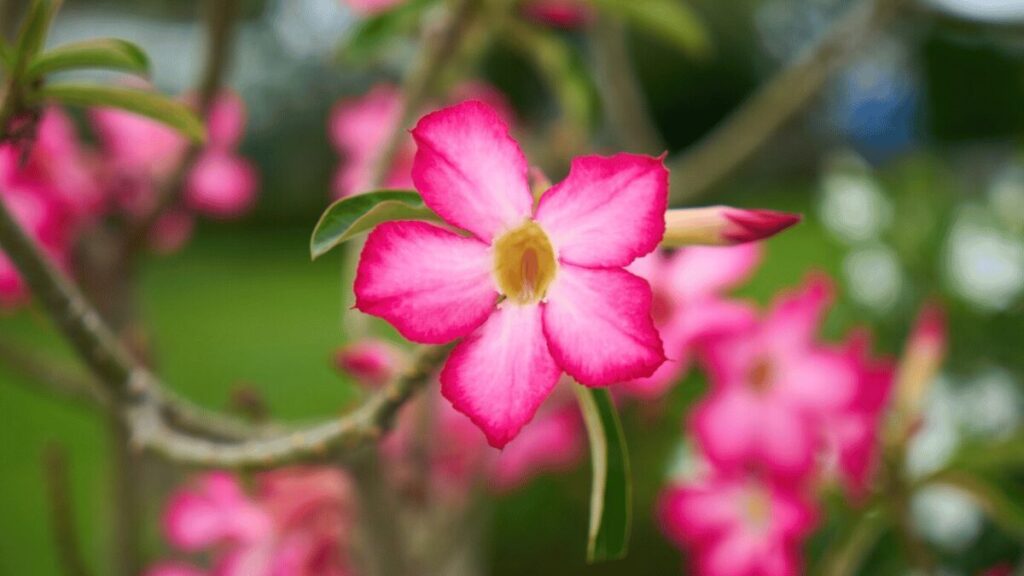 O que é a Rosa do Deserto?