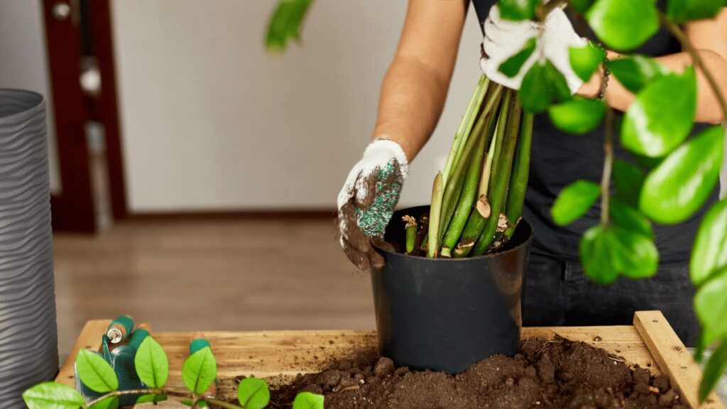 Como Cultivar a Zamioculca