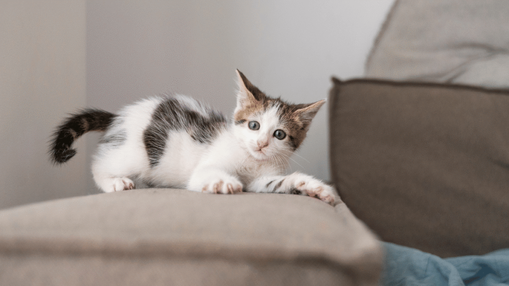 Gatinho filhote deitado sobre o encosto de um sofá bege, com olhar curioso, em um ambiente doméstico aconchegante com almofadas e manta azul ao fundo.