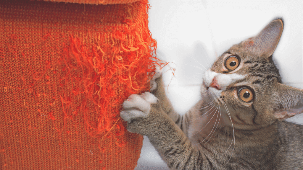 Gato arranhando tecido laranja de cadeira danificada, ilustrando o problema dos arranhões em móveis.