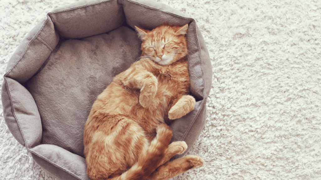 Gato laranja dormindo confortavelmente de barriga para cima em uma caminha redonda cinza, sobre um tapete felpudo claro.