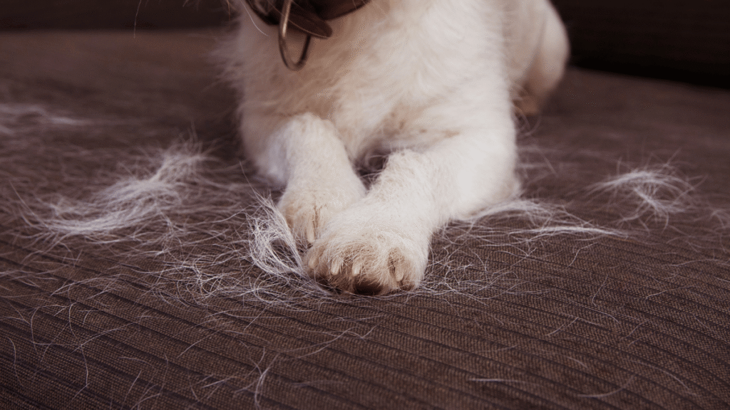 Close nas patas de um cachorro branco deitado em um sofá marrom, com grande quantidade de pelos espalhados sobre o estofado.